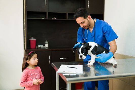 5 Things I Learned as a Vet That No One Taught Me at Vet School