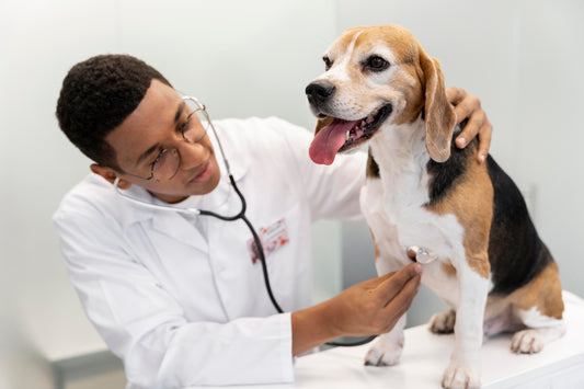 How Fatherhood Changed My Veterinary Career: From Full-Time Stress to Flexibility and Fulfillment
