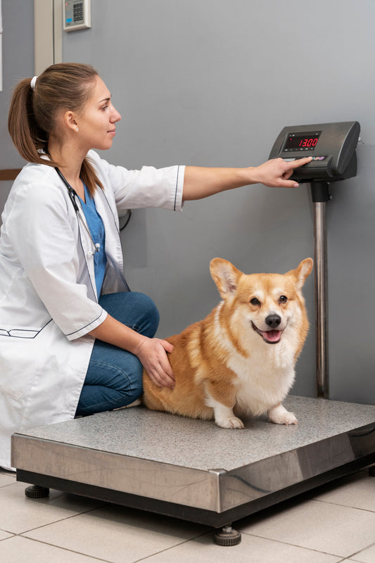 "Your Pet Is Overweight". It’s Not Offensive… Nor a Joke